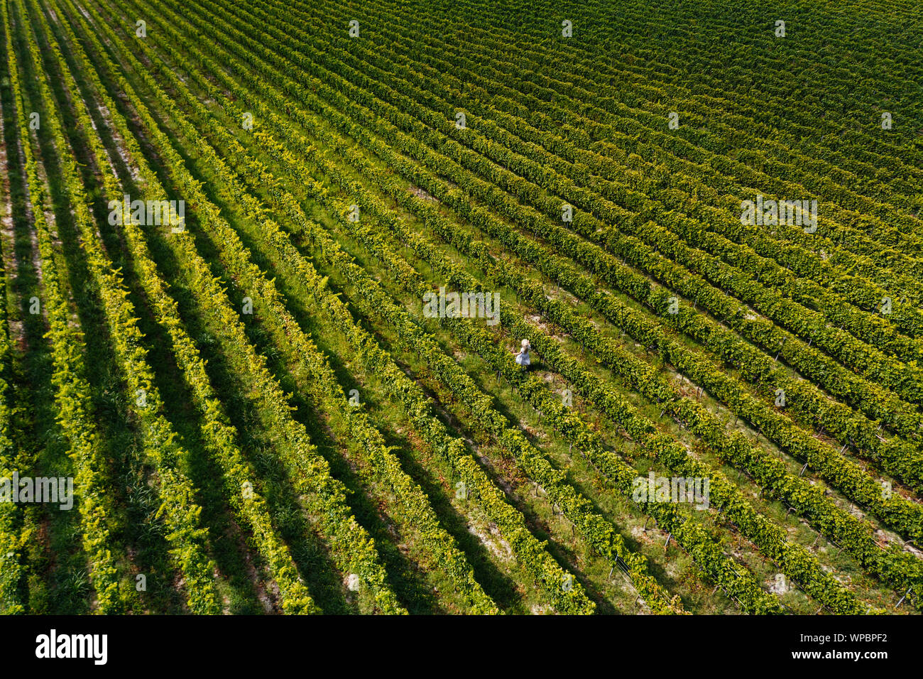 Vista aerea della bella ragazza in hat sorge sulla grande piantagione di vigna. Foto Stock