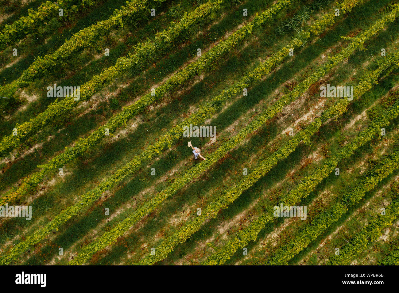 Vista aerea della bella ragazza in hat sorge sulla grande piantagione di vigna. Foto Stock