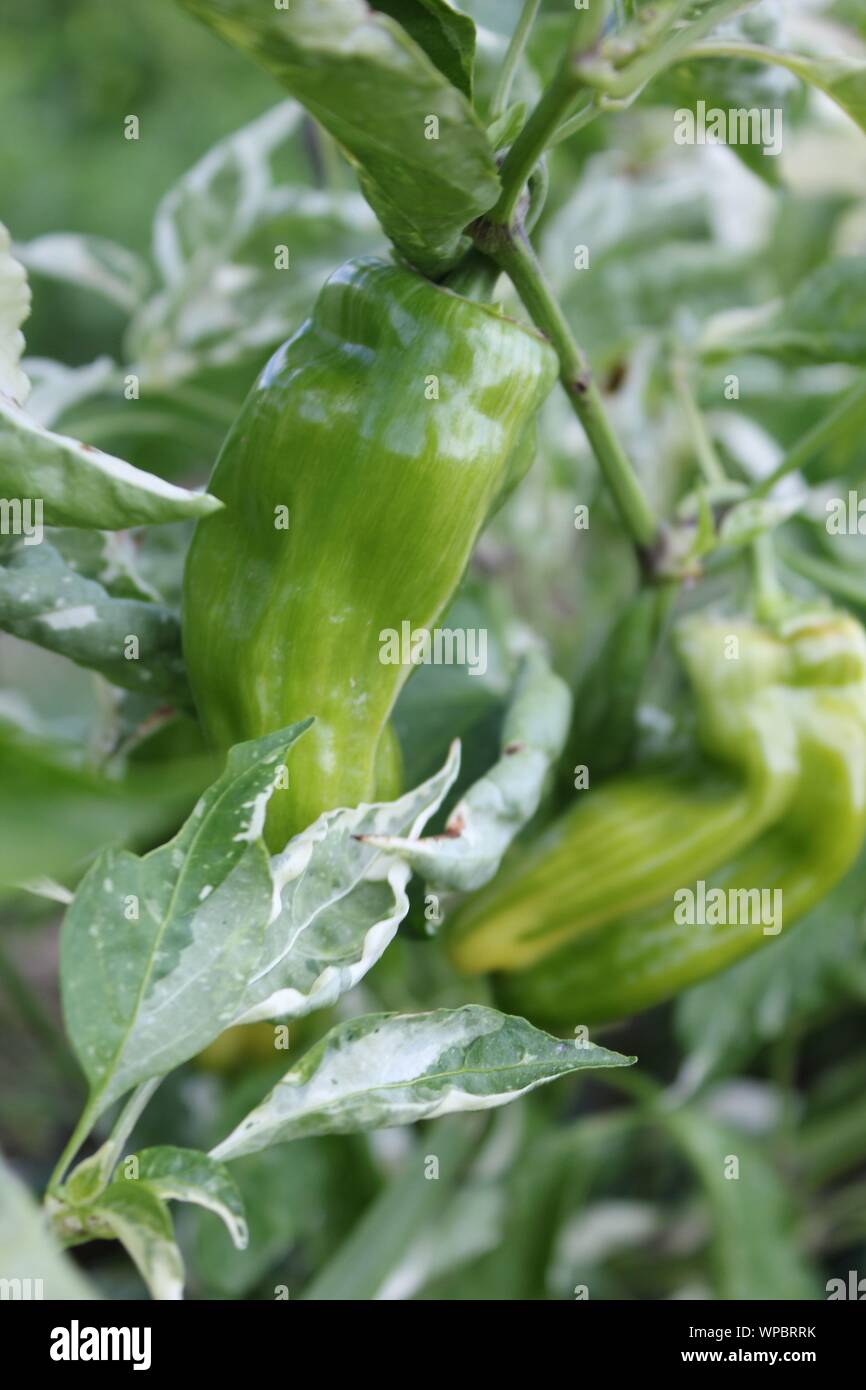 Azienda prodotti freschi peperoni crescente presso la locale comunità giardino. Foto Stock