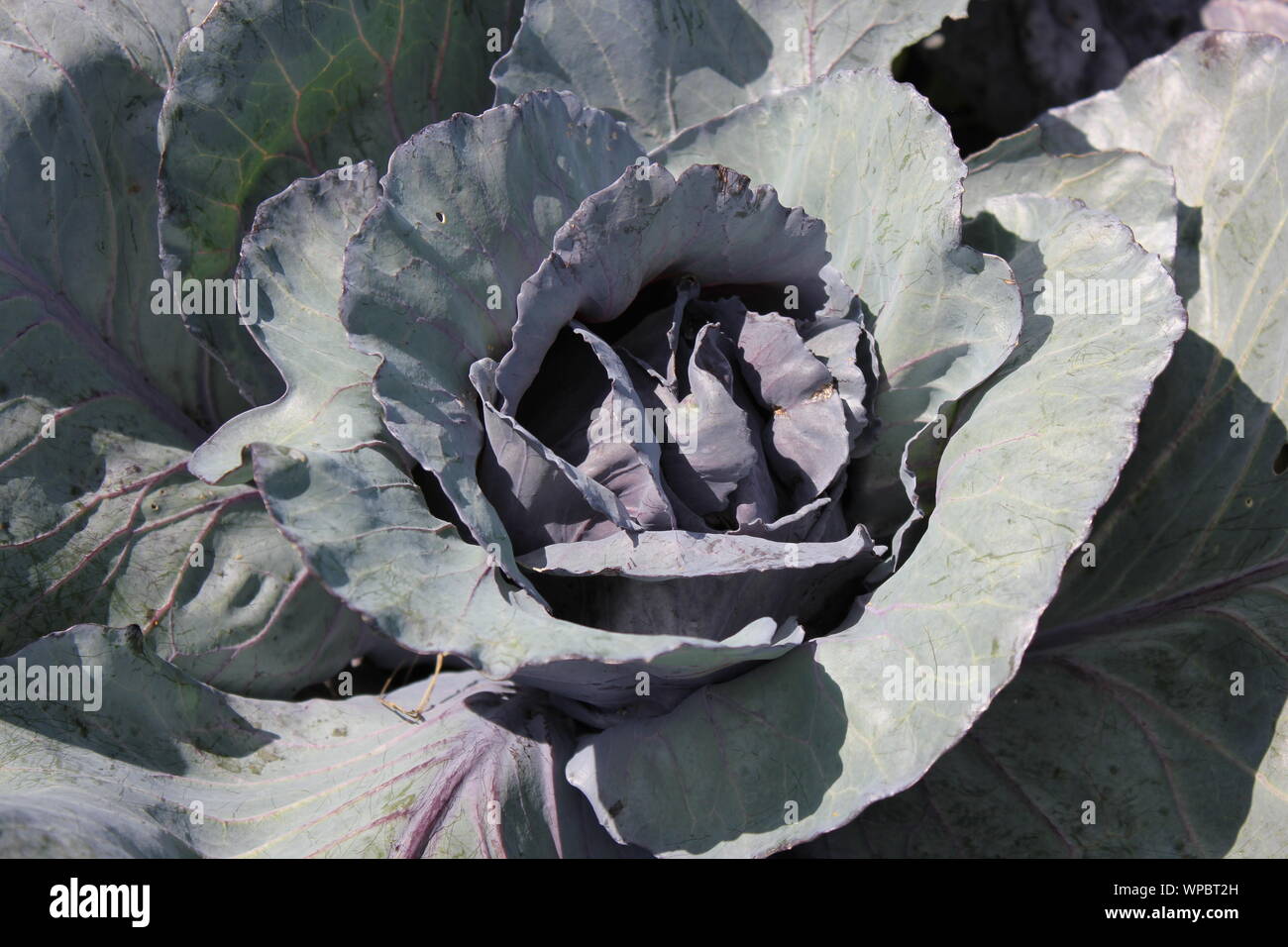 Bella viola il cavolo fiore cresce nel giardino. Foto Stock