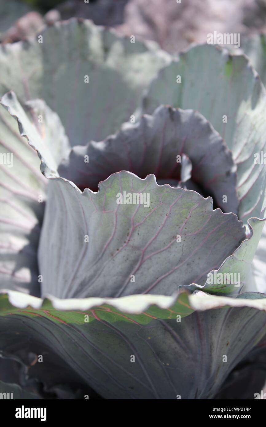 Bella viola il cavolo fiore cresce nel giardino. Foto Stock
