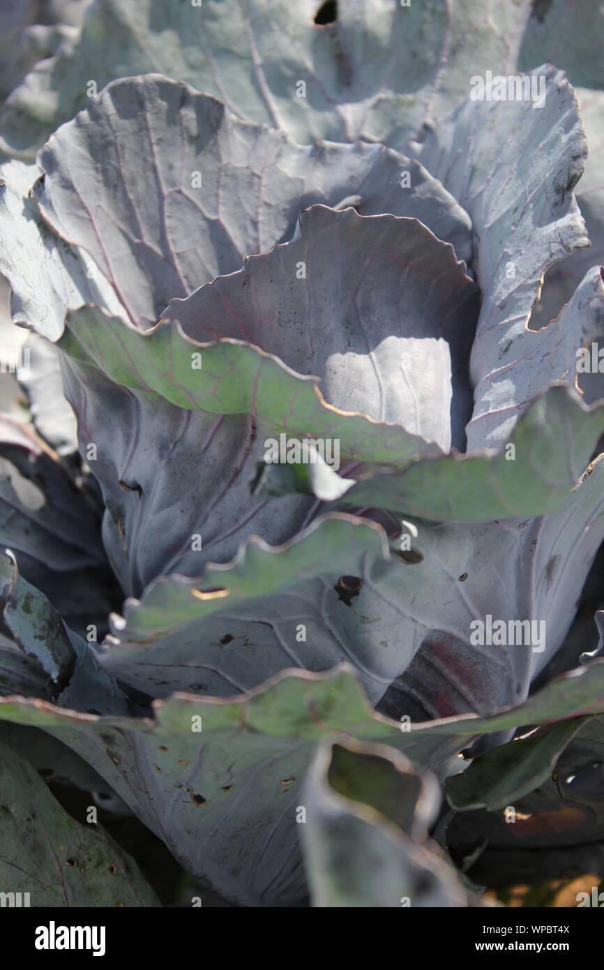 Bella viola il cavolo fiore cresce nel giardino. Foto Stock