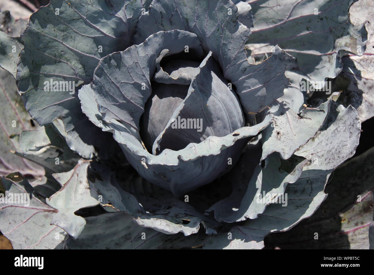 Bella viola il cavolo fiore cresce nel giardino. Foto Stock