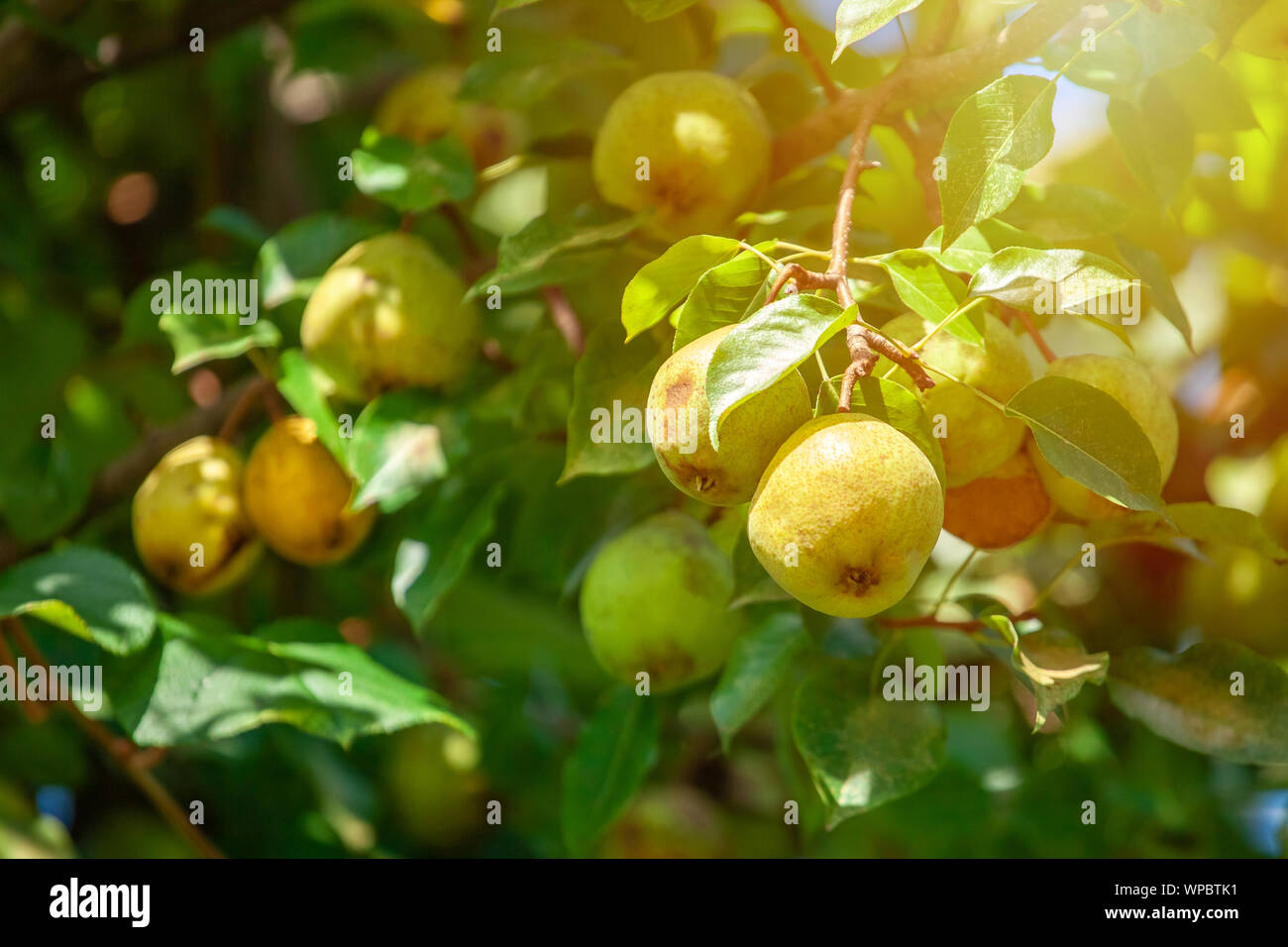 Piccola frutta acerba di un albero di pera cresce nel giardino. L'agricoltura. Foto Stock