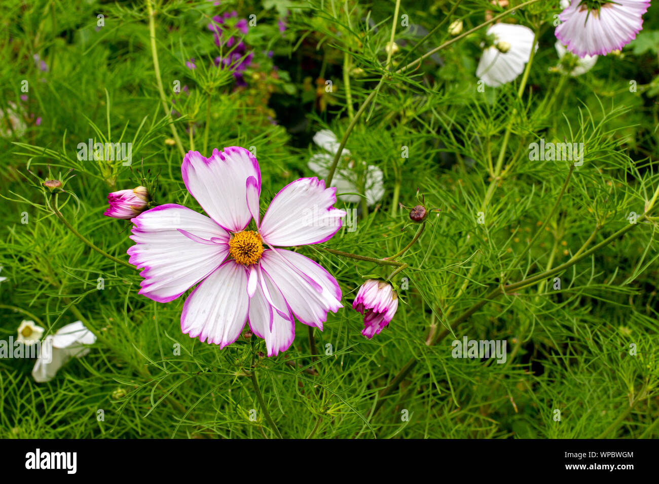 Bella Cosmo Cosmea fiore rosa delicato le lame su uno sfondo di verdi foglie  sottili, natura outdor n. persone Foto stock - Alamy