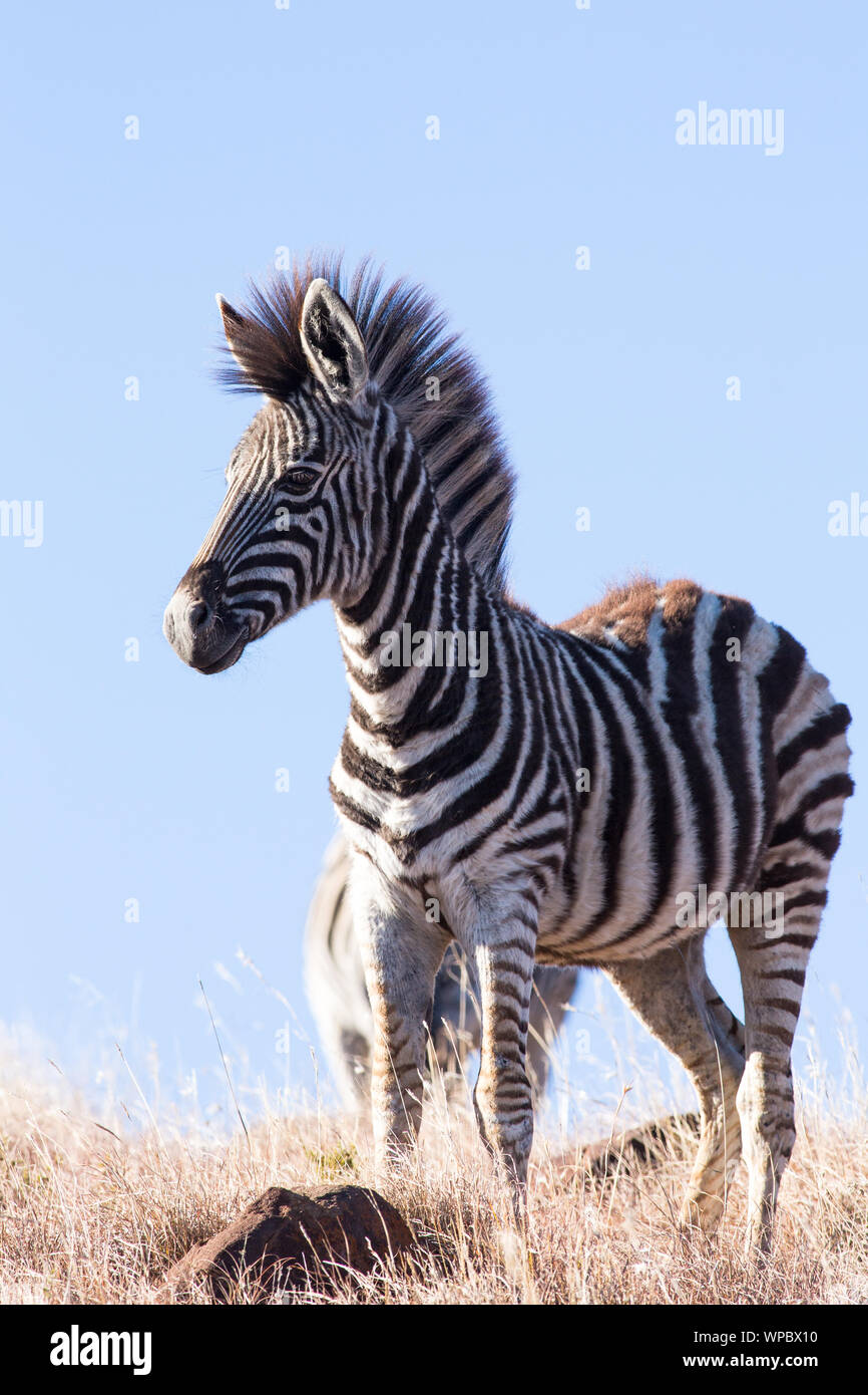 Un giovane Burchell's zebra prende un momento per assaporare la vista verso il basso a partire da altezze Kranskop in Mountain Zebra National Park, Sud Africa Foto Stock