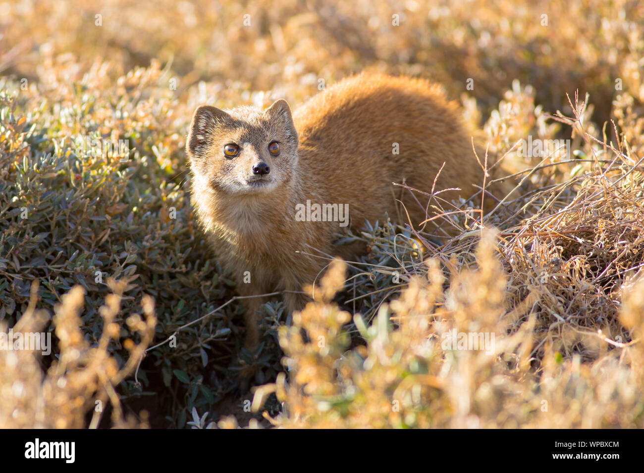 Un giallo mongoose circola attraverso i divari tra il fogliame basso nel nord Mountain Zebra National Park, Sud Africa Foto Stock