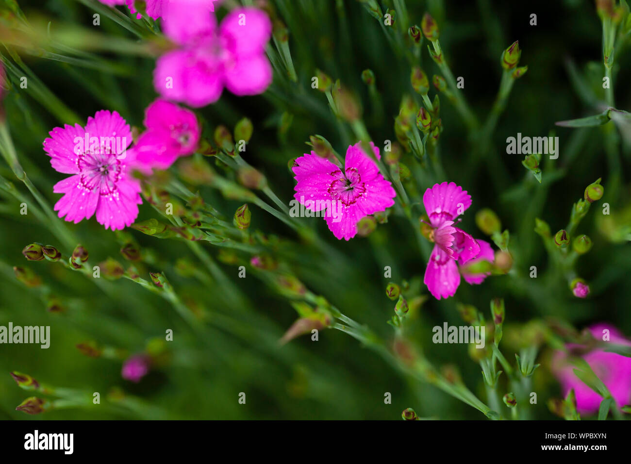 Dianthus Deltoides rosa luminoso piccolo fiore con fogliame verde e la profondità di campo Foto Stock