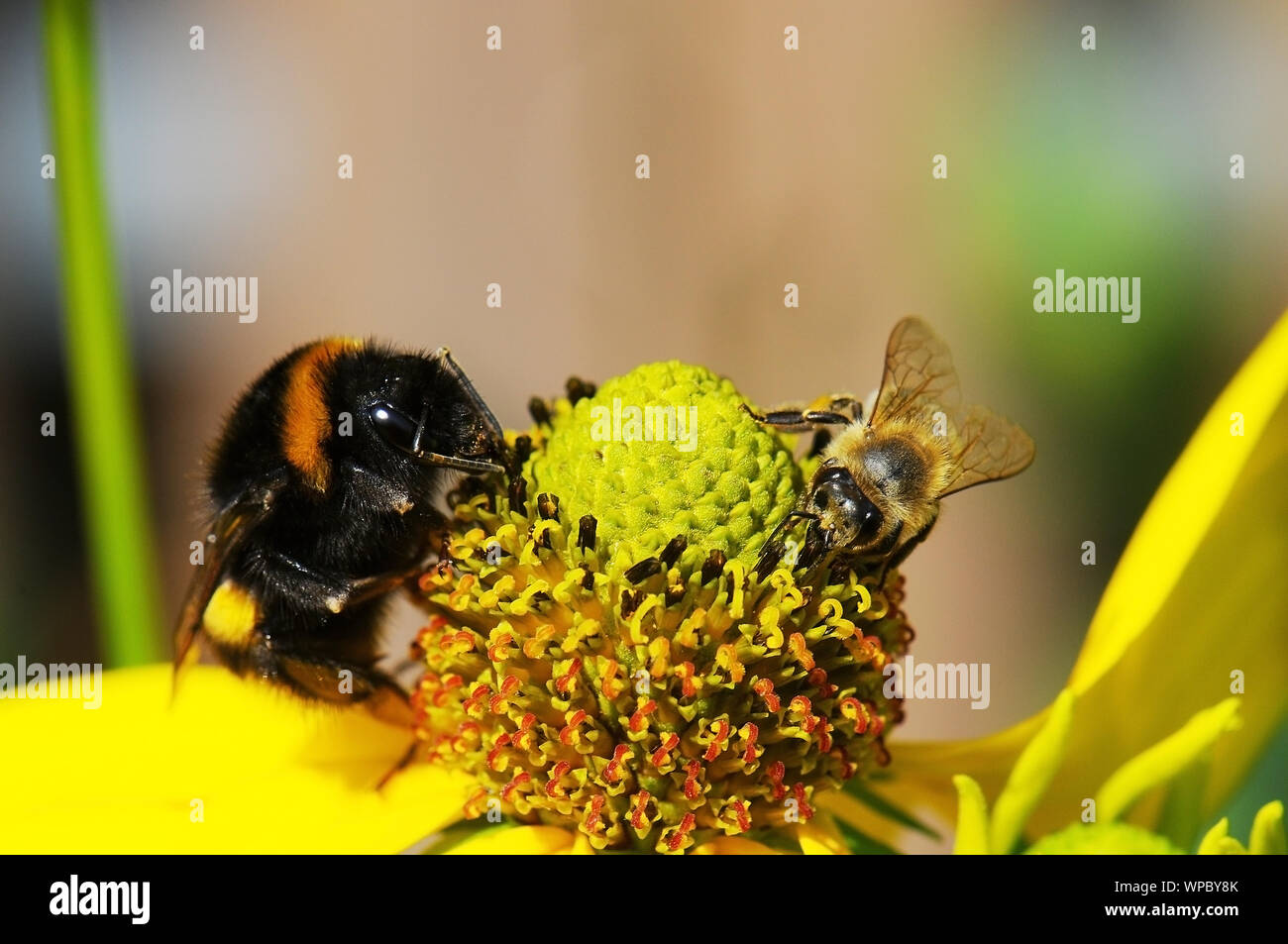 Bee e bumblebee condivisione nella libertà di un fiore Foto Stock
