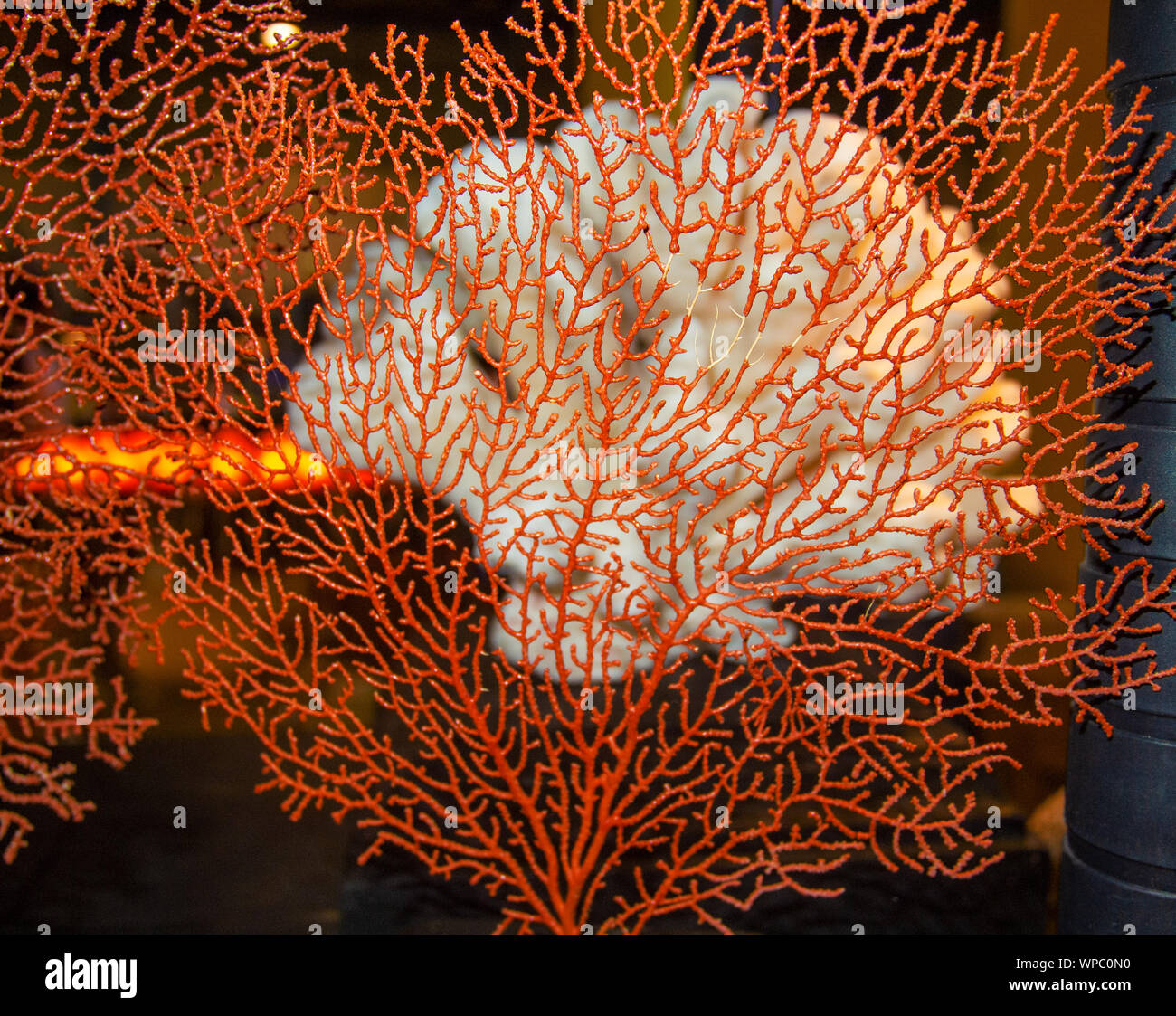 Prezioso il ramo di corallo rosso dal Mare Mediterraneo, Italia Foto Stock