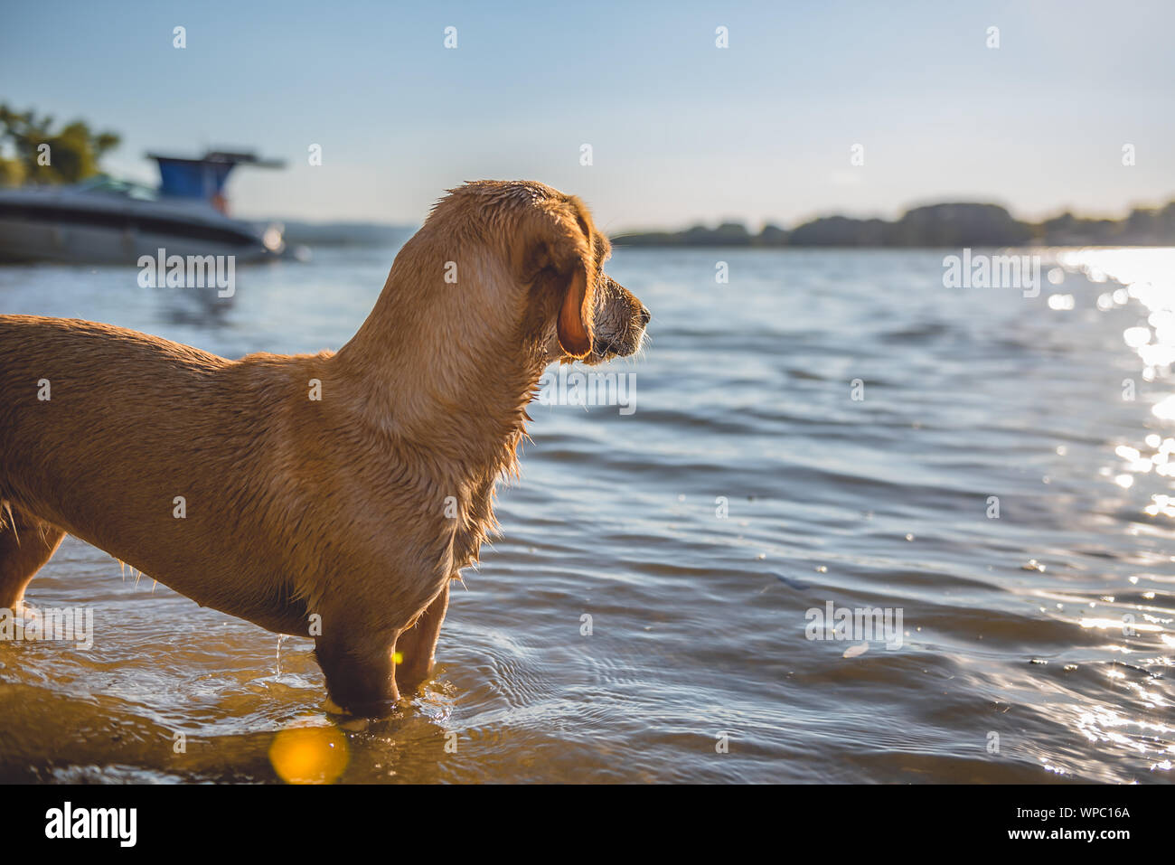 Piccolo Cane giallo permanente sulla spiaggia con acqua Foto Stock