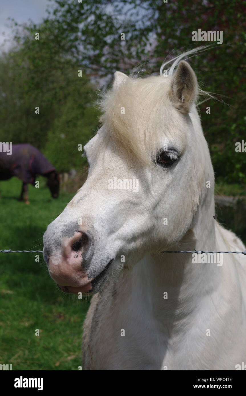 Testa a pony bianca Foto Stock