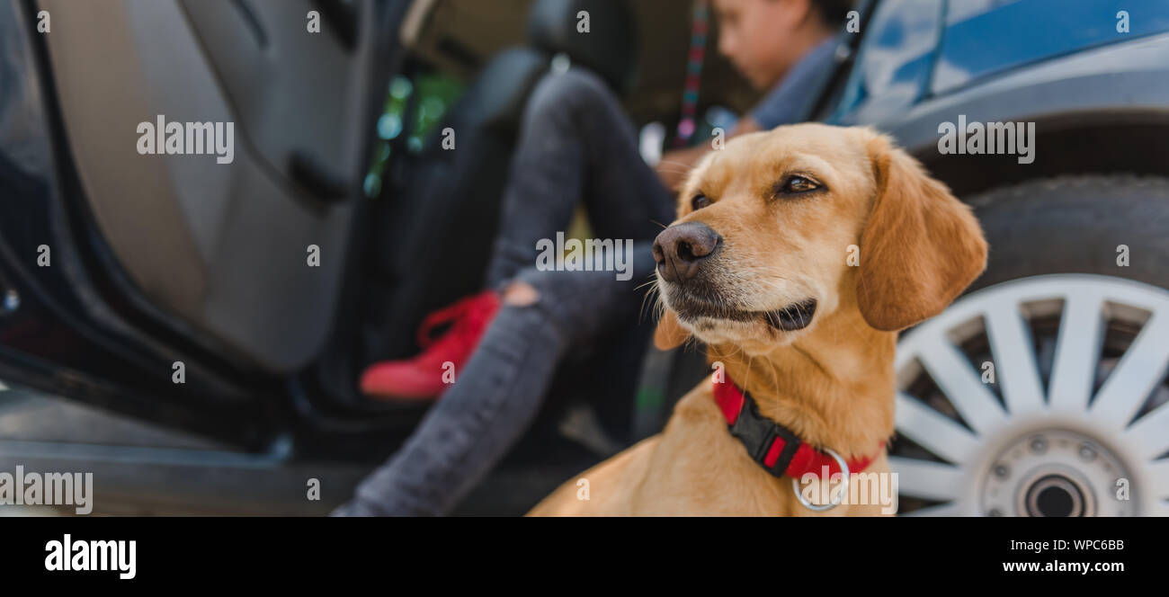 Small Yellow Dog sitter in auto Foto Stock Small Yellow Dog sitter in auto Foto Stock