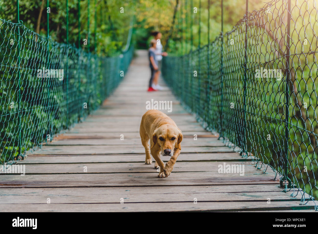 Piccolo Cane giallo su una tavola di legno ponte di sospensione Foto Stock