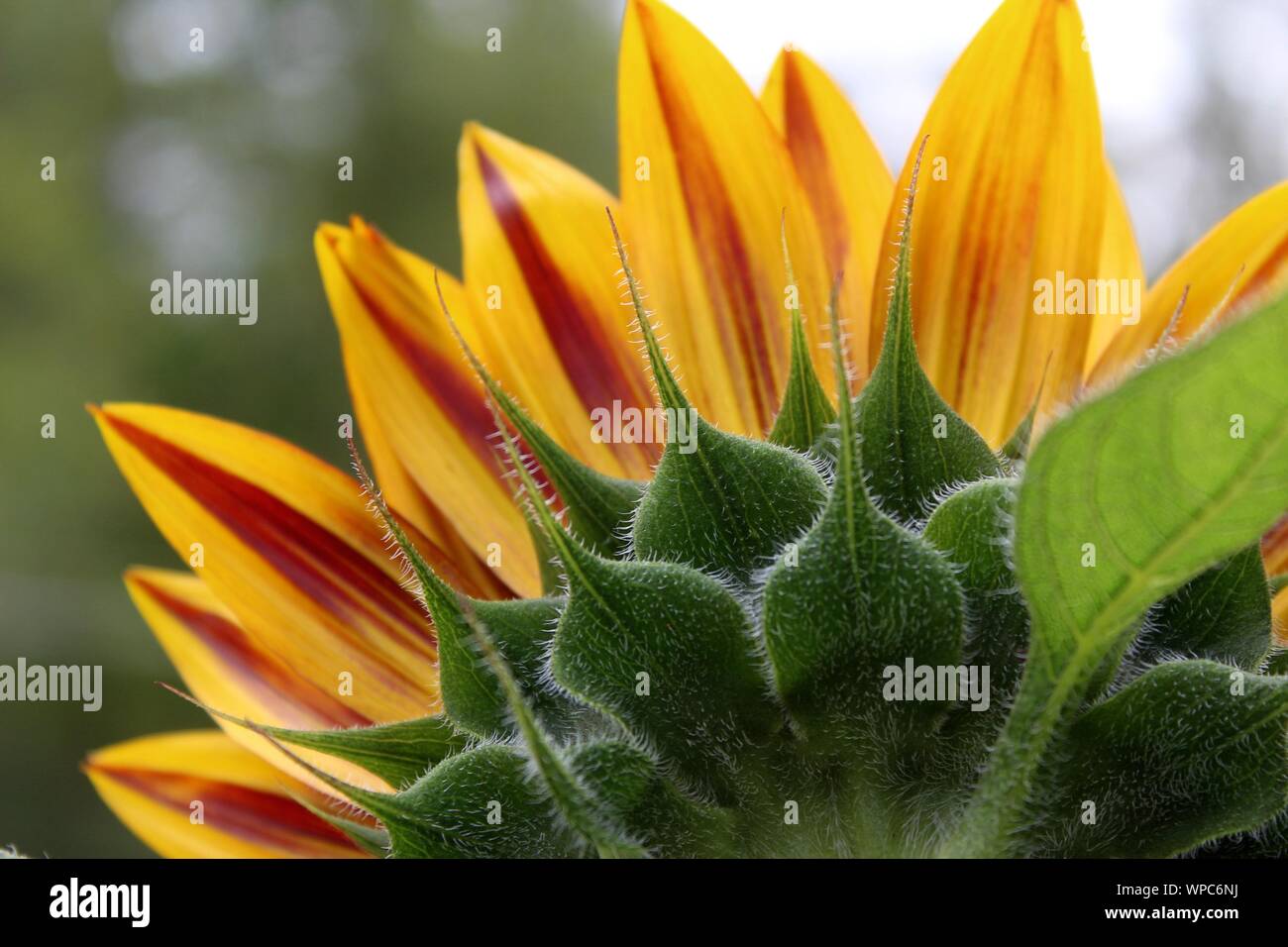 Il lato posteriore di una fioritura di semi di girasole Foto Stock