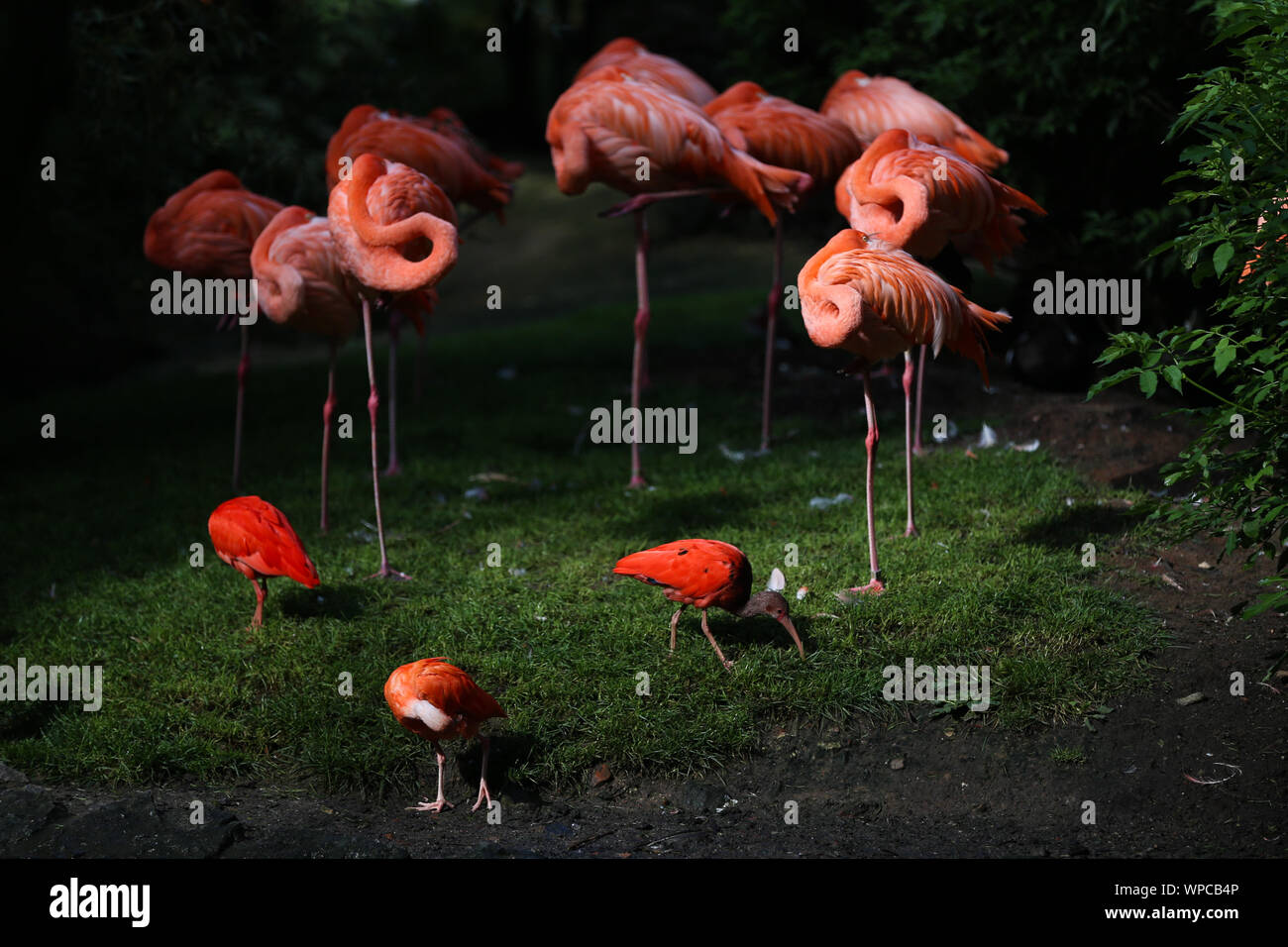 Bruxelles, Belgio. 8 Sep, 2019. I fenicotteri e Scarlet Ibis sono visti al Pairi Daiza zoo a Brugelette, Belgio, sul Sett. 8, 2019. Situato in Brugelette del Belgio, il Pairi Daiza zoo è la casa di migliaia di animali provenienti da tutto il mondo. Credito: Zheng Huansong/Xinhua/Alamy Live News Foto Stock