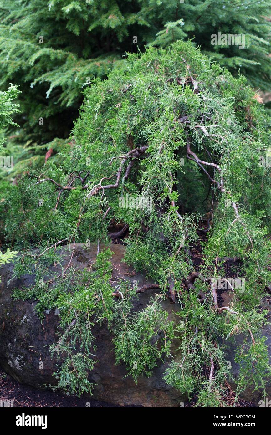Juniperus Virginiana 'Reptans' / errante rosso orientale-cedro. Foto Stock