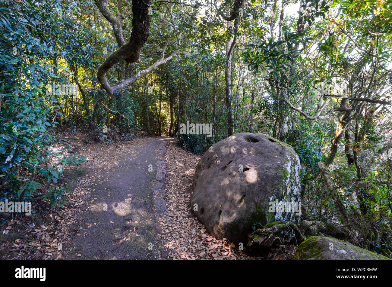 Percorso a piedi attraverso la foresta pluviale di Springbrook National Park, Area del Patrimonio Mondiale, entroterra della Gold Coast, Queensland, QLD, Australia Foto Stock