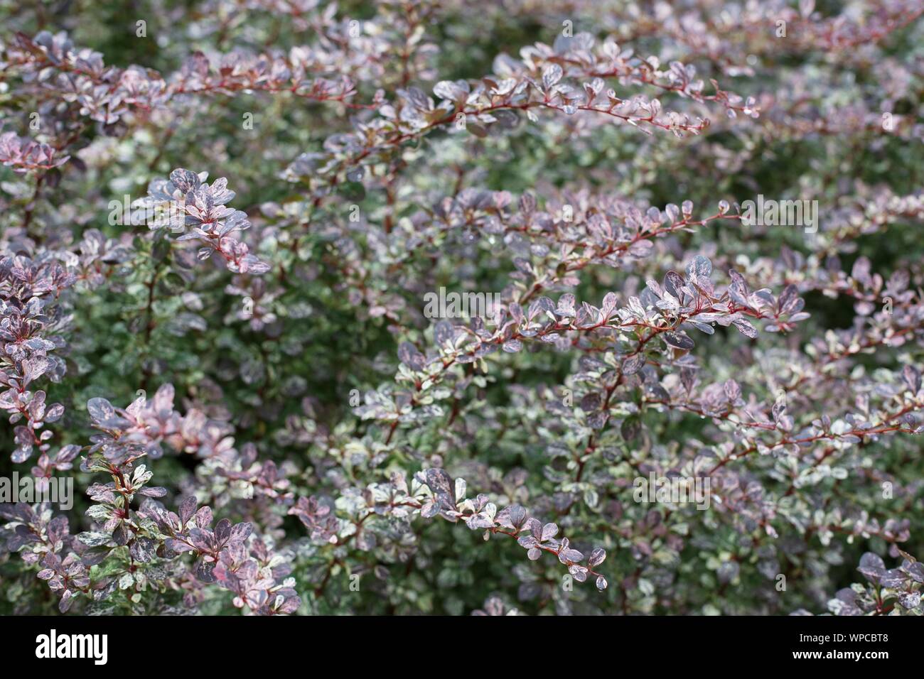 Berberis thunbergii Rose Glow" - rose glow giapponese crespino, vicino. Foto Stock