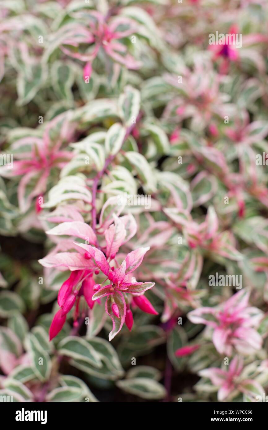 Fuchsia 'variegato Rover rosso". Foto Stock