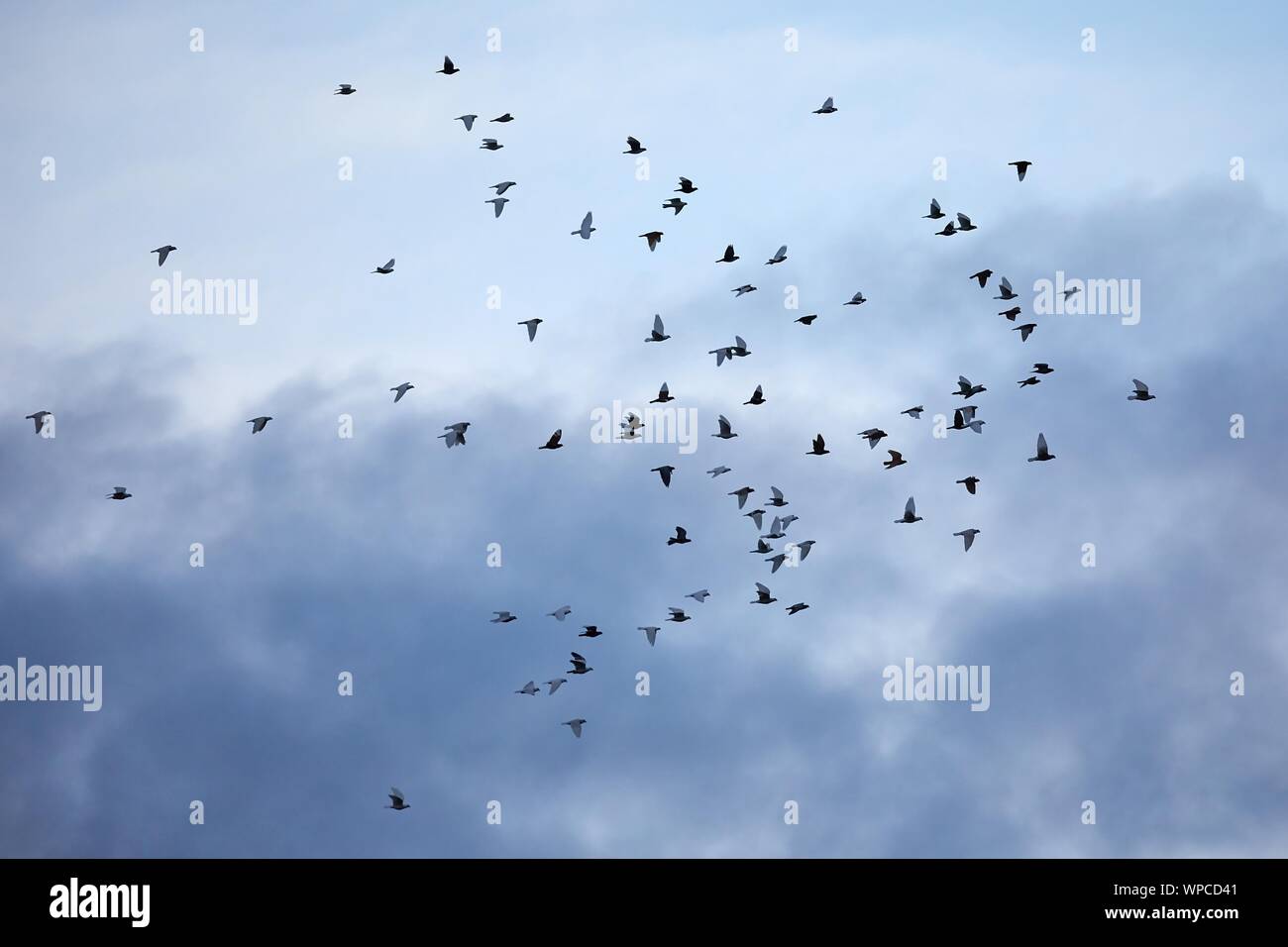 Uccelli in volo in cielo molto nuvoloso Foto Stock