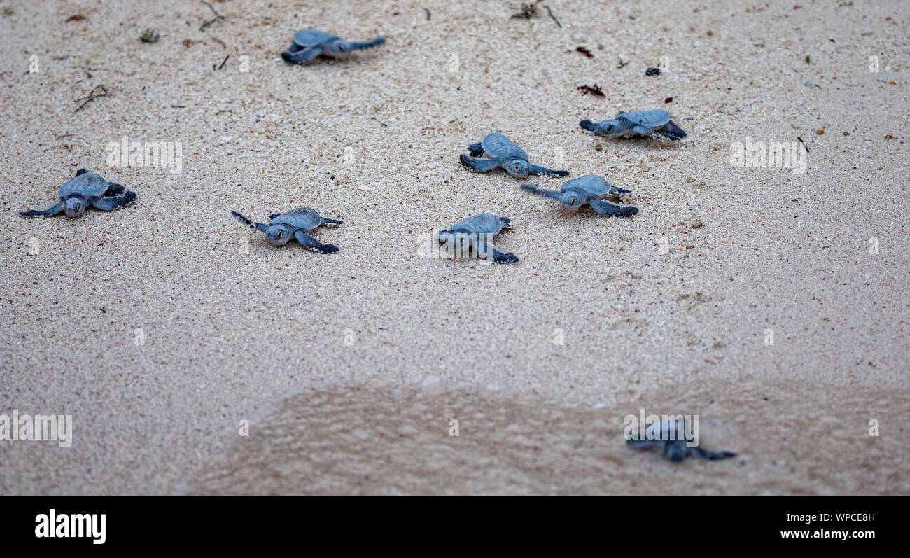 Akumal, Messico. 07Th Sep, 2019. Circa 120 tartarughe marine verdi (Chelonia Mydas) hatch la sera presso la spiaggia di Akumal (penisola dello Yucatan). Numerosi turisti seguire lo spettacolo, come gli animali giovani di scavare il proprio nido sotterranea dopo circa 60 giorni di incubazione e insieme fuori da solo sul modo in mare. Credito: Christoph Reichwein/Christoph Reichwein (crei)/dpa/Alamy Live News Foto Stock