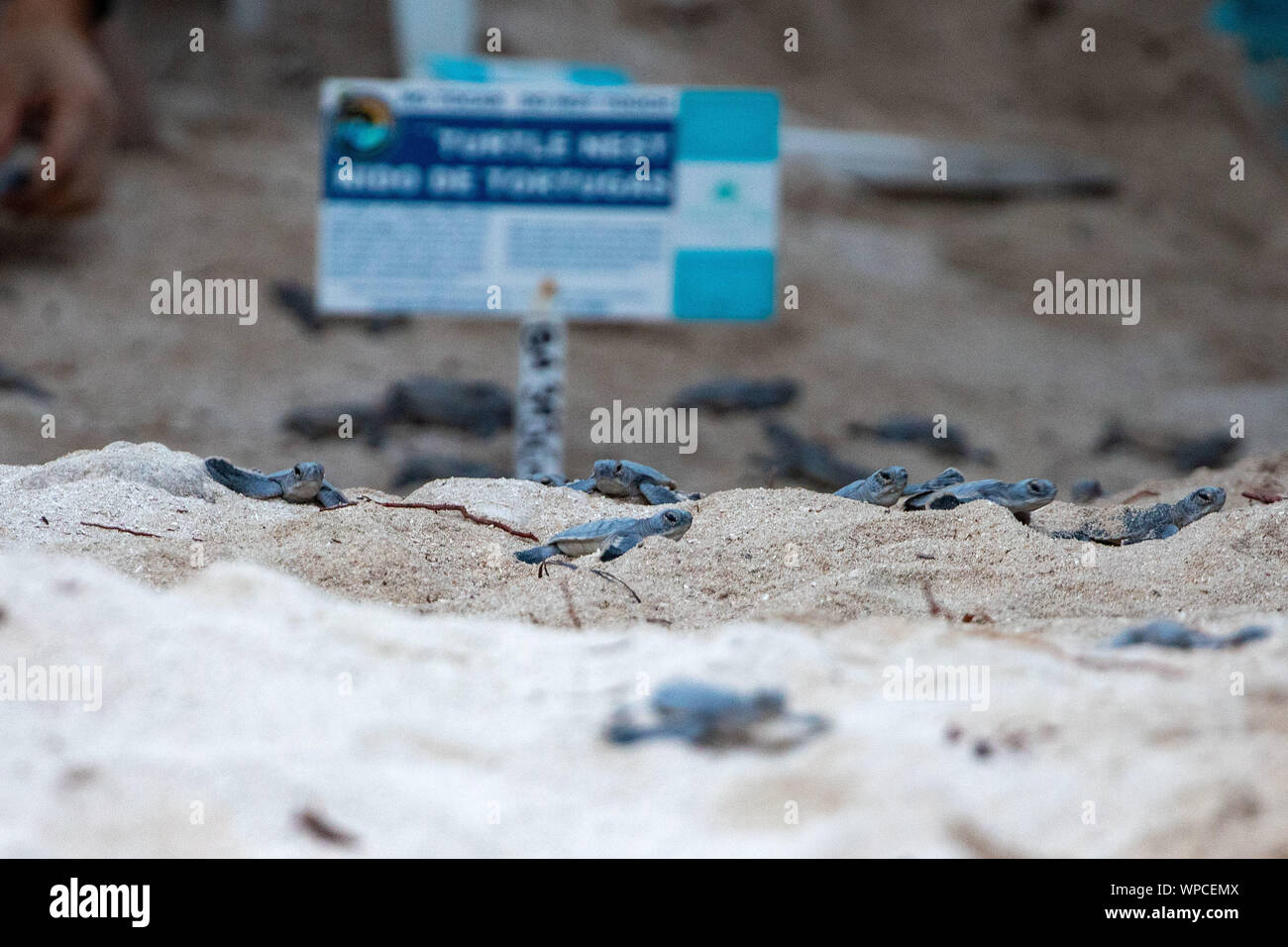 Akumal, Messico. 07Th Sep, 2019. Circa 120 tartarughe marine verdi (Chelonia Mydas) hatch la sera presso la spiaggia di Akumal (penisola dello Yucatan). Numerosi turisti seguire lo spettacolo, come gli animali giovani di scavare il proprio nido sotterranea dopo circa 60 giorni di incubazione e insieme fuori da solo sul modo in mare. Credito: Christoph Reichwein/Christoph Reichwein (crei)/dpa/Alamy Live News Foto Stock