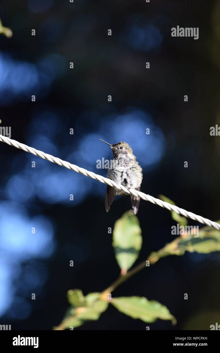 Hummingbird in volo sfondo sfocato Foto Stock