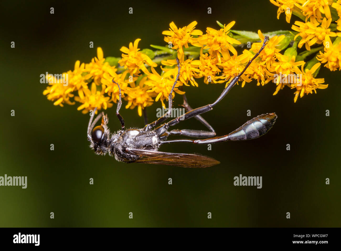 Un thread-cintata Wasp (Eremnophila aureonotata) Foraggi per il nettare su un fiore di oro. Foto Stock
