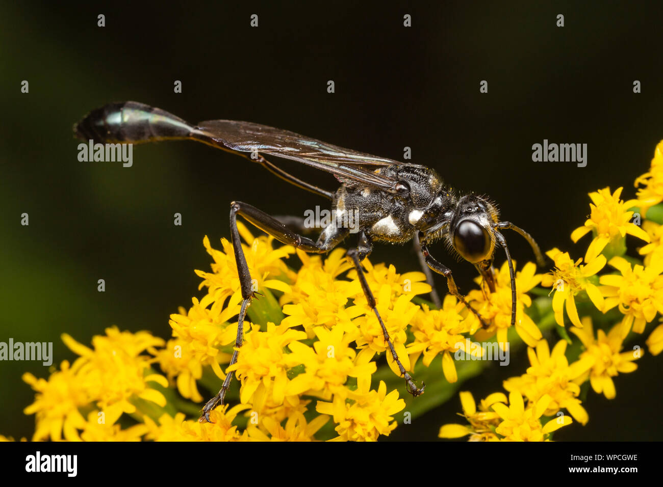 Un thread-cintata Wasp (Eremnophila aureonotata) Foraggi per il nettare su un fiore di oro. Foto Stock
