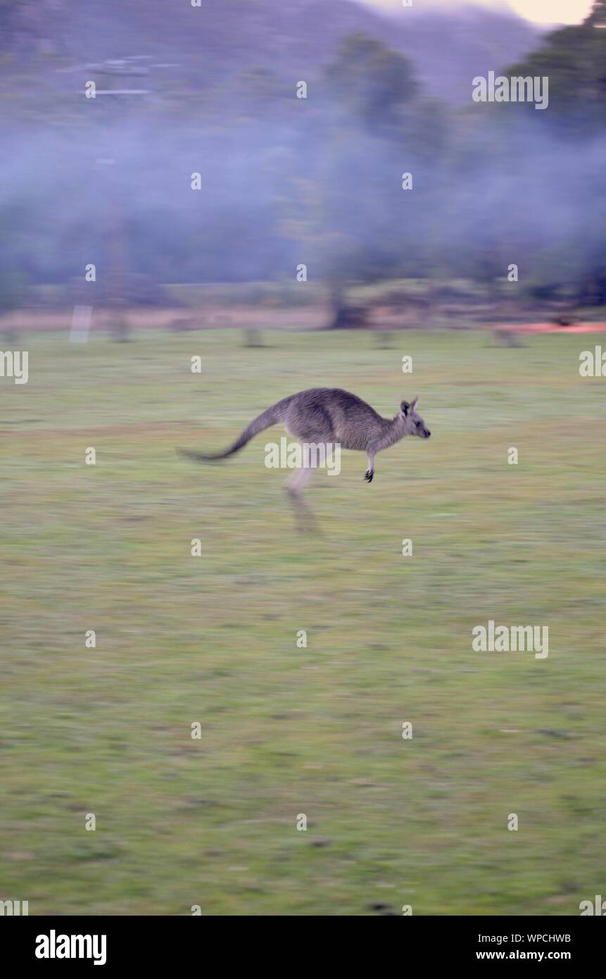 Colpo verticale di un canguro che salta in un campo erboso con uno sfondo sfocato Foto Stock
