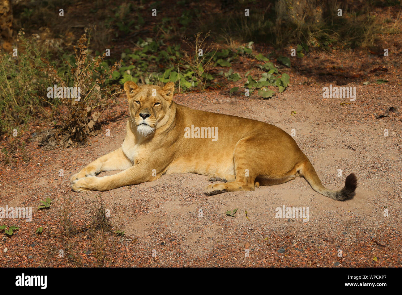 Bruxelles, Belgio. 8 Sep, 2019. Un leone si è visto all'Pairi Daiza zoo a Brugelette, Belgio, Sett. 8, 2019. Situato in Brugelette del Belgio, il Pairi Daiza zoo è la casa di migliaia di animali provenienti da tutto il mondo. Credito: Zheng Huansong/Xinhua/Alamy Live News Foto Stock