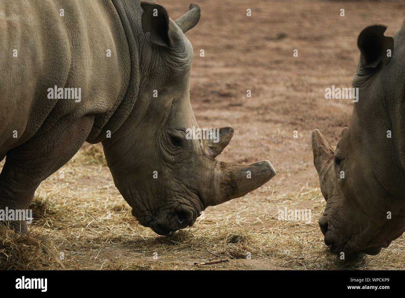 Bruxelles, Belgio. 8 Sep, 2019. I rinoceronti mangiare al Pairi Daiza zoo a Brugelette, Belgio, Sett. 8, 2019. Situato in Brugelette del Belgio, il Pairi Daiza zoo è la casa di migliaia di animali provenienti da tutto il mondo. Credito: Zheng Huansong/Xinhua/Alamy Live News Foto Stock