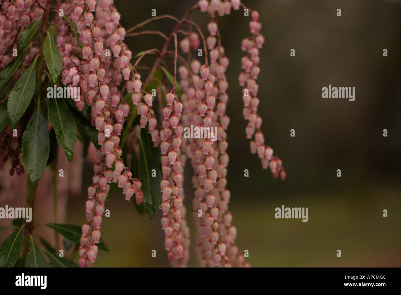 Vista dettagliata del cluster di rosa Sarcococca japonica (Giapponese andromeda) Piccoli fiori a forma di campanella dopo la pioggia nel parco Lithia, in primavera, Ashland, Oregon, Foto Stock