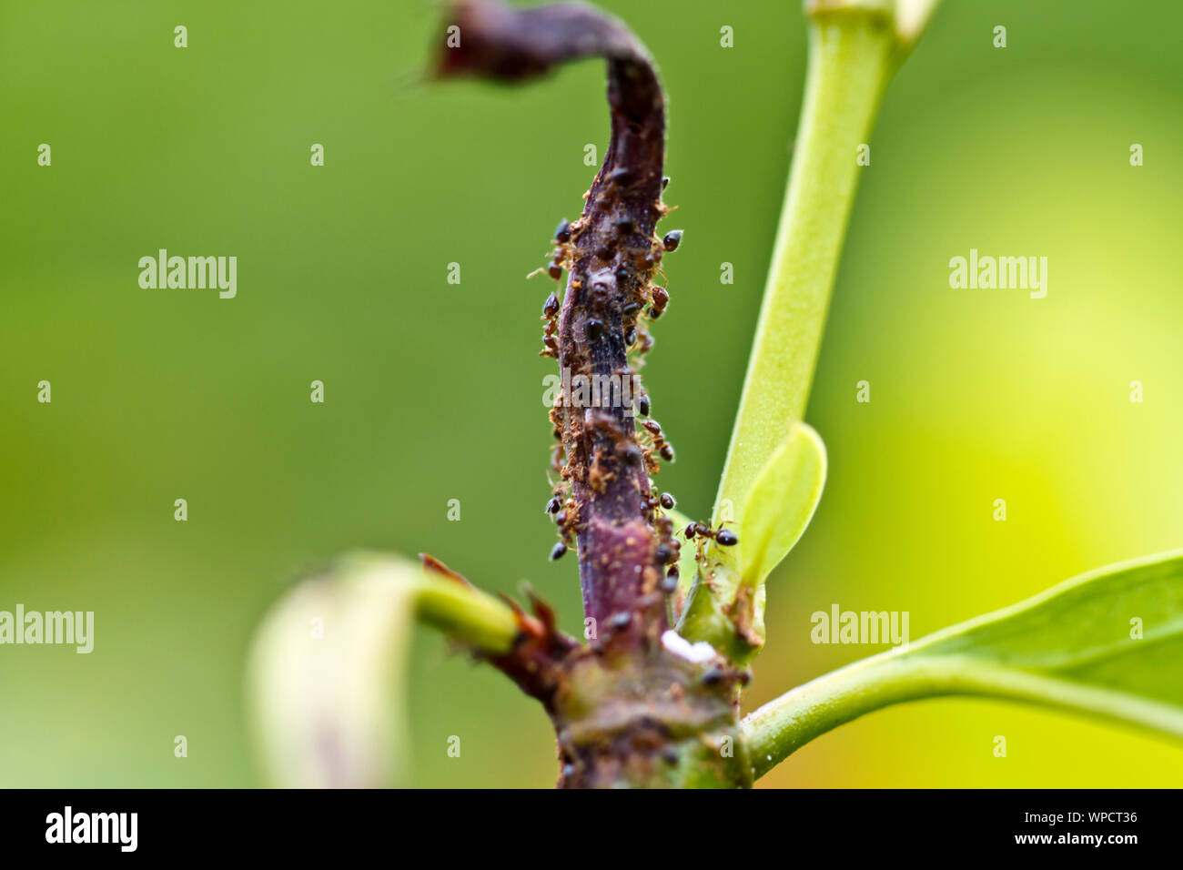 Formiche su una pianta seccata sparare con il verde dello sfondo bokeh di fondo Foto Stock