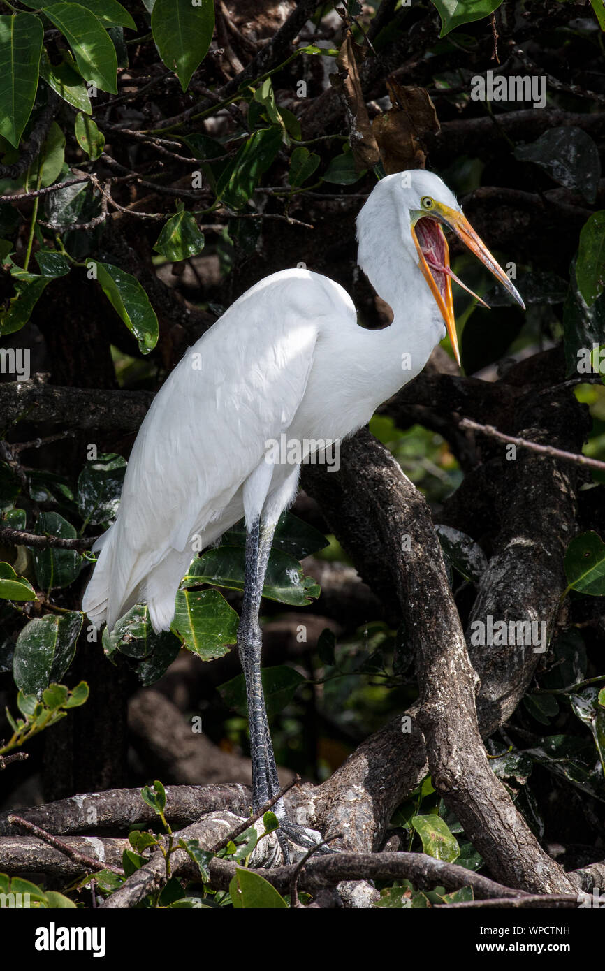 Grande Egrett con un atteggiamento Foto Stock