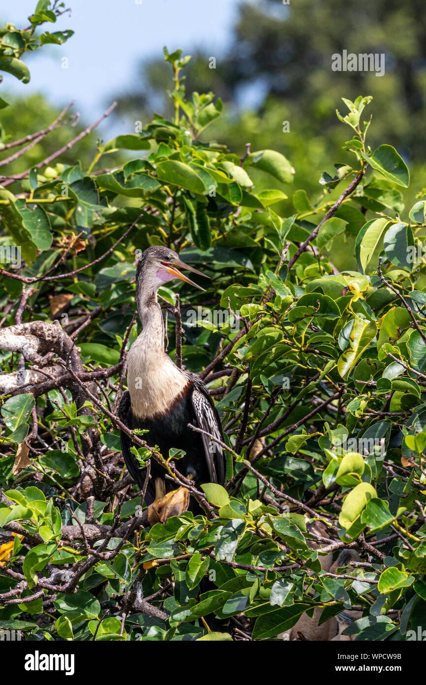 Anhinga a Wakodahahtchee zone umide durante la stagione di nidificazione Foto Stock