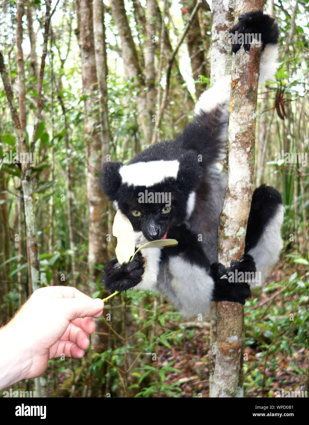 Wild Indri Indri tenendo foglia dal turista, Parc Mitsinjo, Andasibe, Madagascar. No signor Foto Stock