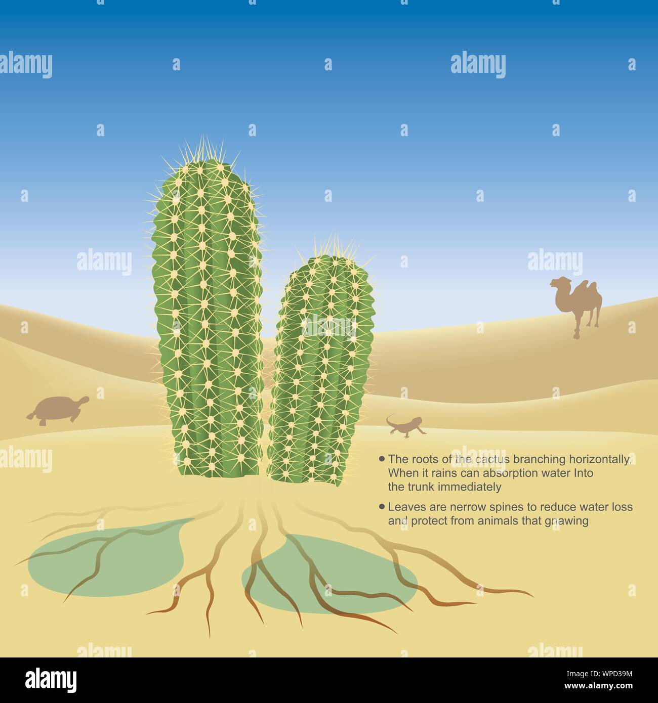 Spiegare illustrano del cactus vivono nel deserto una molto caldo e il clima asciutto. 3D'illustrazione. Illustrazione Vettoriale