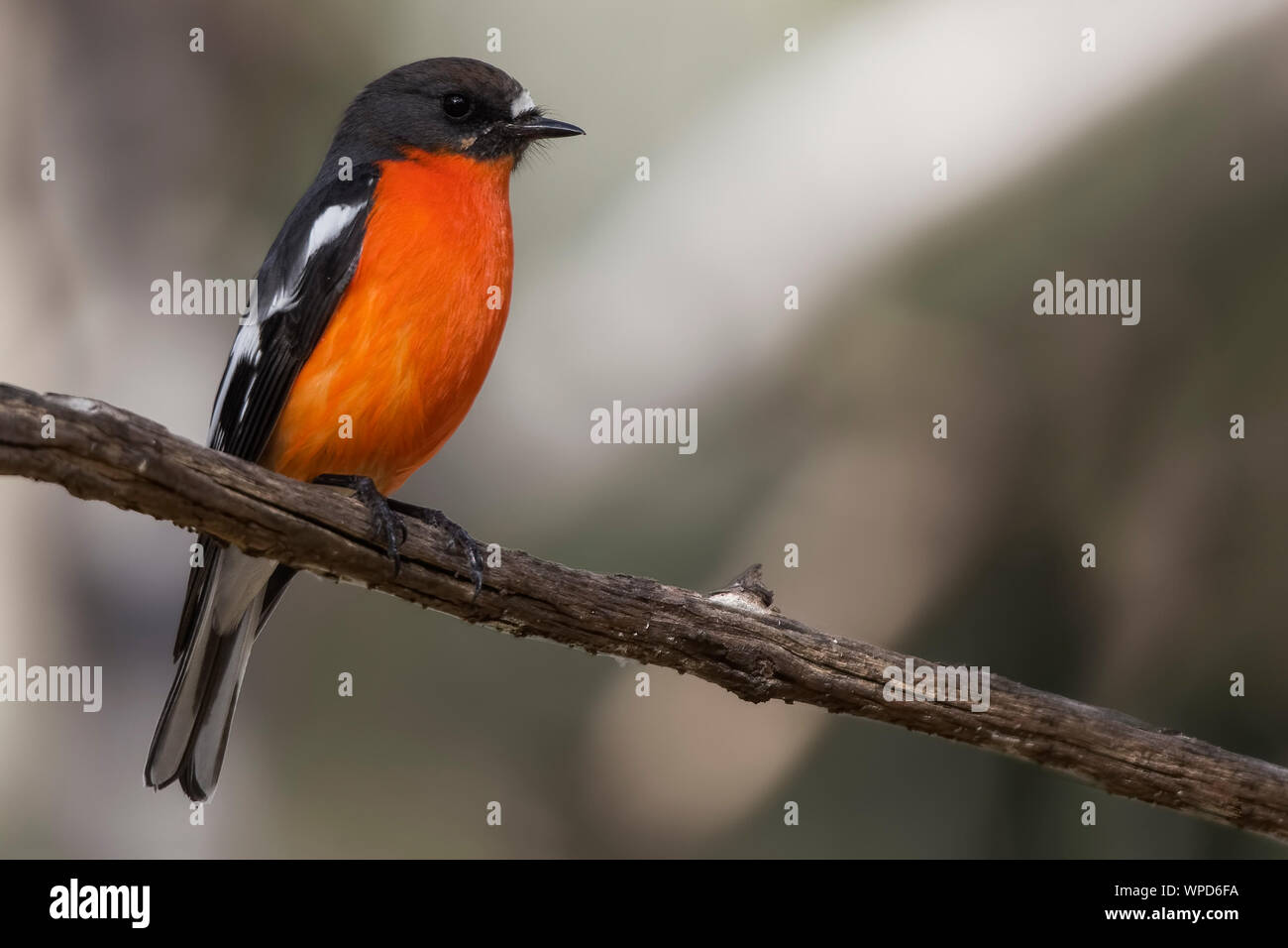 Fiamma maschio Robin (Petroica phoenicea), boschi parco storico, Greenvale, Australia Foto Stock
