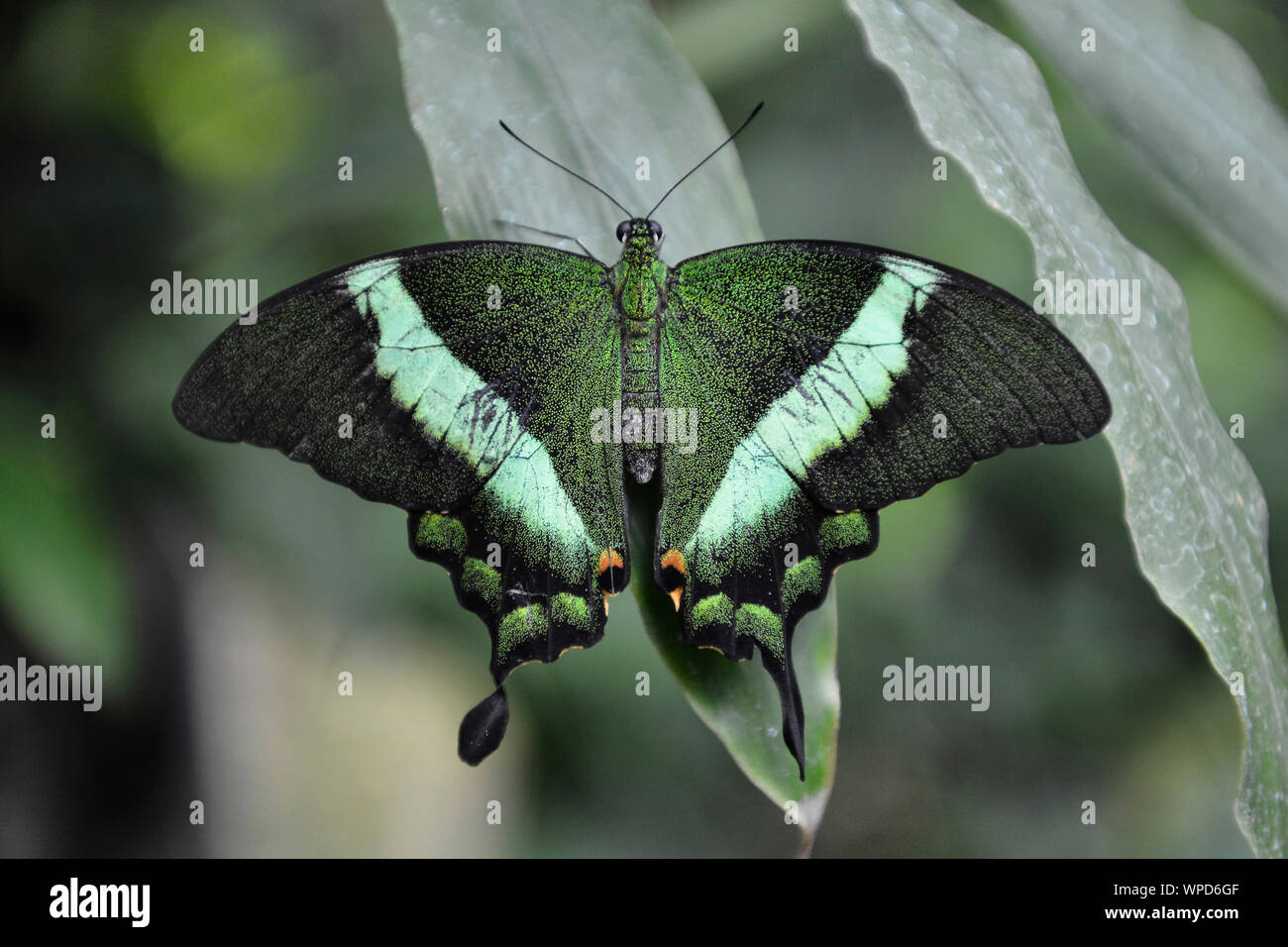 Uno smeraldo coda forcuta (Papilio palinurus), noto anche come emerald pavone o verde-nastrare peacock persistente su una foglia. Butterfly House Bordano, Italia Foto Stock