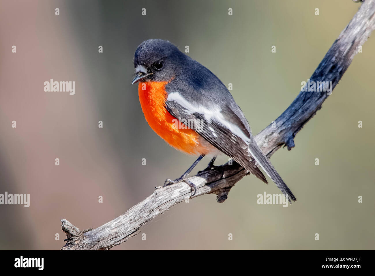 Fiamma maschio Robin (Petroica phoenicea), boschi parco storico, Greenvale, Australia Foto Stock