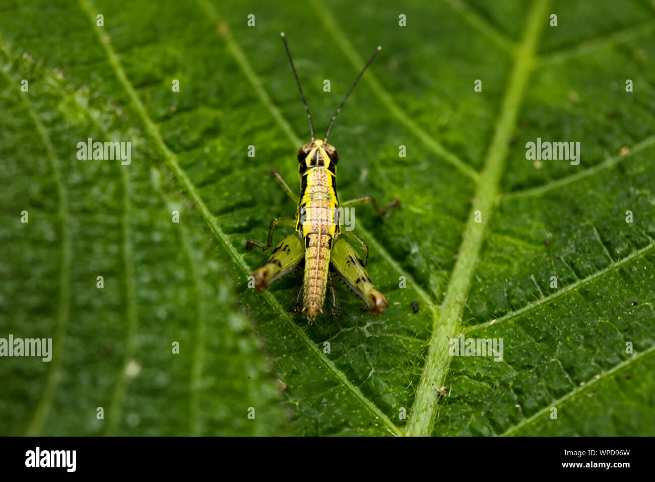 Un bellissimo dipinto di grasshopper su una foglia Foto Stock