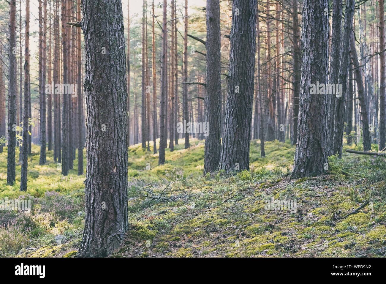 Serata in una foresta di pini in estate Foto Stock