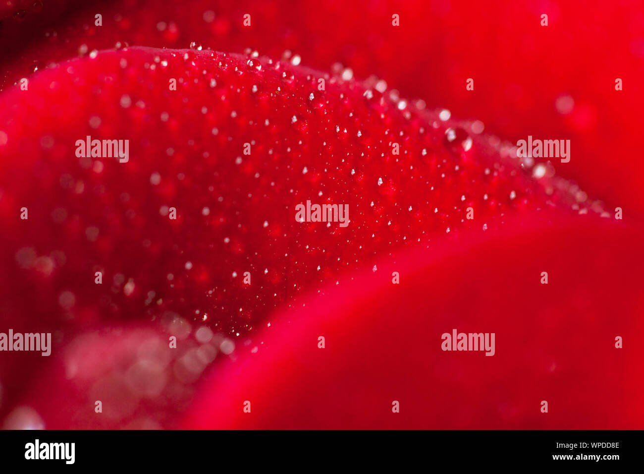 Close-up rosa con gocce di acqua come uno sfondo chiaro. Sfondo sfocato per romantiche scritte. Foto Stock