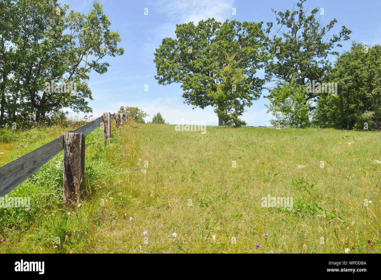 Ranch recinto sul campo verde con alberi di quercia, estate giornata di sole Foto Stock