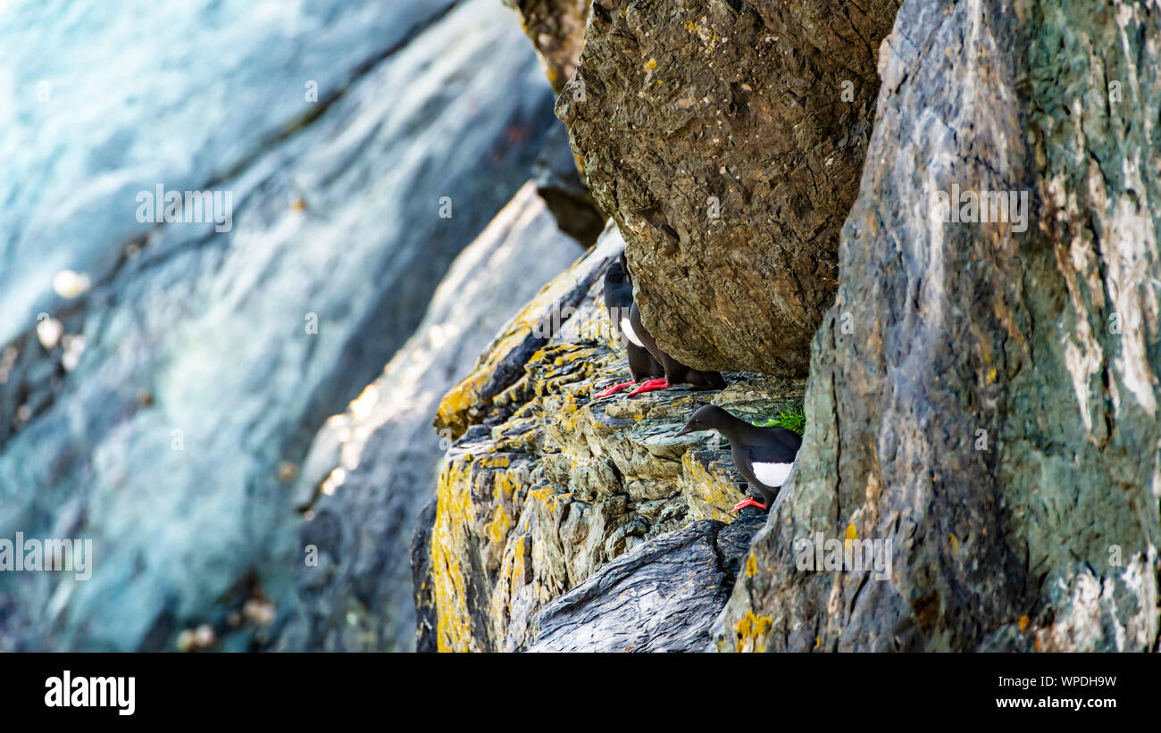 Gruppo Acrophobia di comune Guillemots sulla scogliera battuta del mare irlandese. Testa di Bray, co.Wicklow, Irlanda. Foto Stock