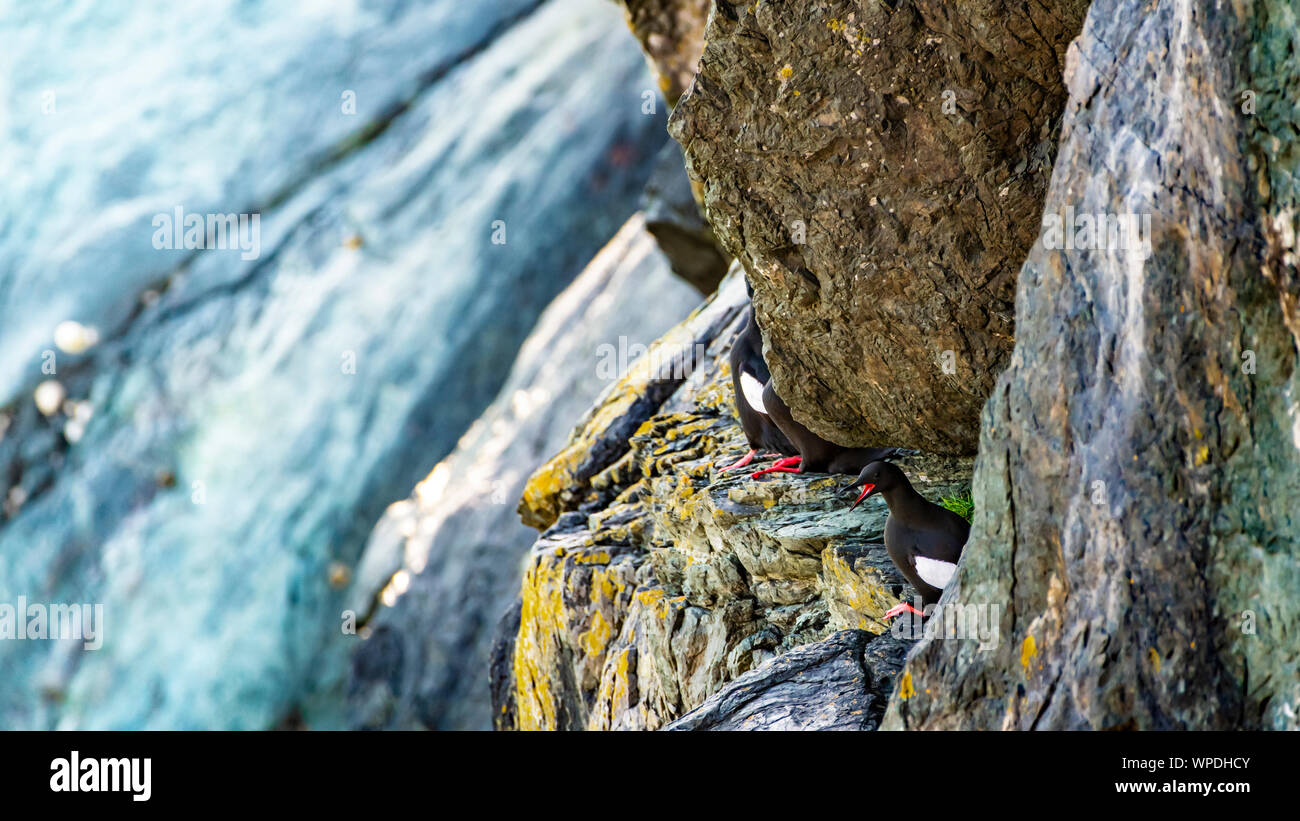 Gruppo Acrophobia di comune Guillemots sulla scogliera battuta del mare irlandese. Testa di Bray, co.Wicklow, Irlanda. Foto Stock