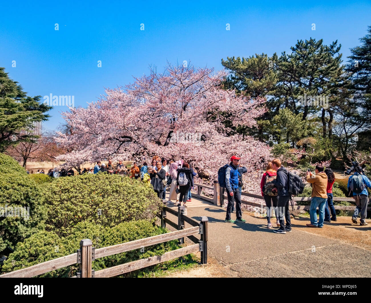 4 Aprile 2019: Tokyo, Giappone - folla di visitatori in Shinjuku Gyoen il Giardino Nazionale, Tokyo, in fiore di ciliegio stagione. Foto Stock
