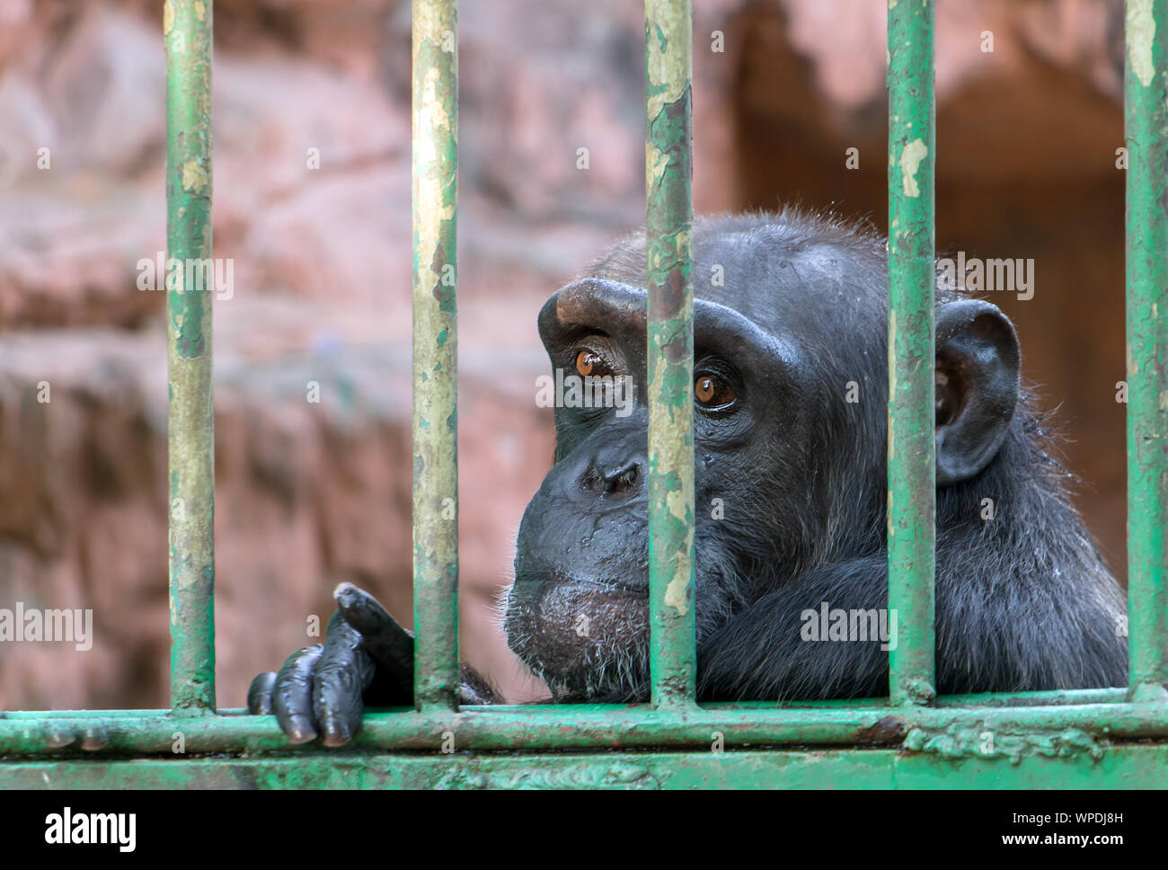 Uno scimpanzé dietro le sbarre. Monkey in cattività. Ritratto di un ape guardando fuori di una gabbia bloccato allo zoo. Foto Stock